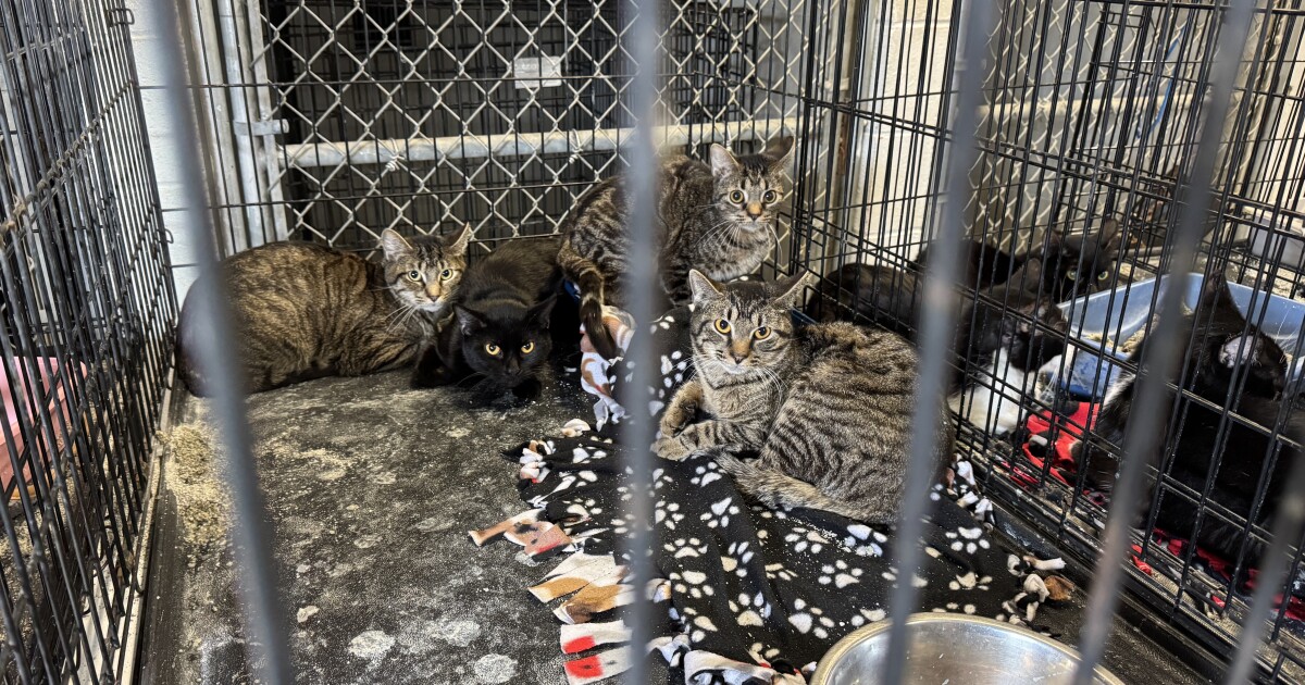 Miami County nonprofit wants to raise M for new animal shelter