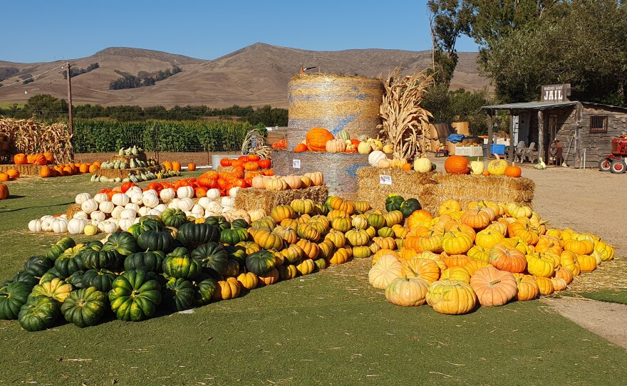 Pumpkins on display at Brookshire Farms.