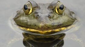 frog