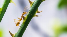 Their name comes from their painful, venomous sting, which creates a burning sensation in their victim.