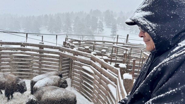A man stands above bison in a snowy pen, looking down at them.