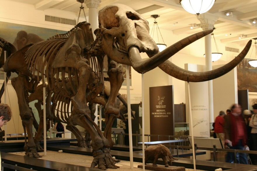 The Ice Age mammal is related to modern day elephants.