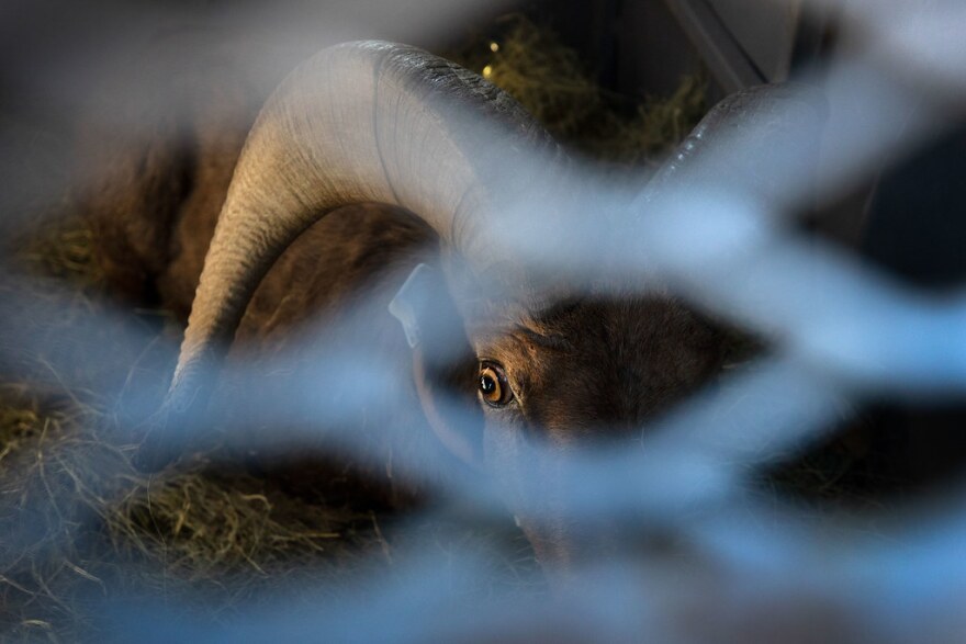A sheep awaits its relocation inside one of four trailers in December 2019.
