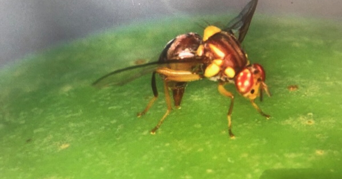 Lifted! A quarantine impacting some Ventura County farms due to an ...