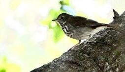 See how birds interact with their surrounding flora and fauna!