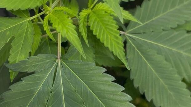 Guam Cannabis Industry Regulation Summit will be held from 8 a.m. to 5 p.m. Jan. 29 in Sinajana.