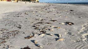 Red tide has hit southwest Florida beaches. Photo: Flickr Creative Commons