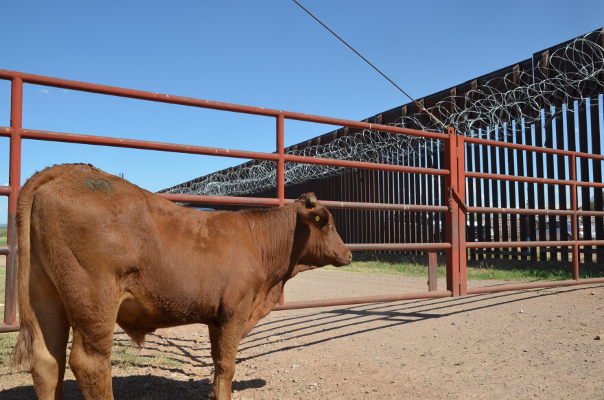 A brown steer looks on at the border wall
