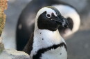 Bay is one of two female African penguins to be welcomed The Seneca Park Zoo during the summer.
