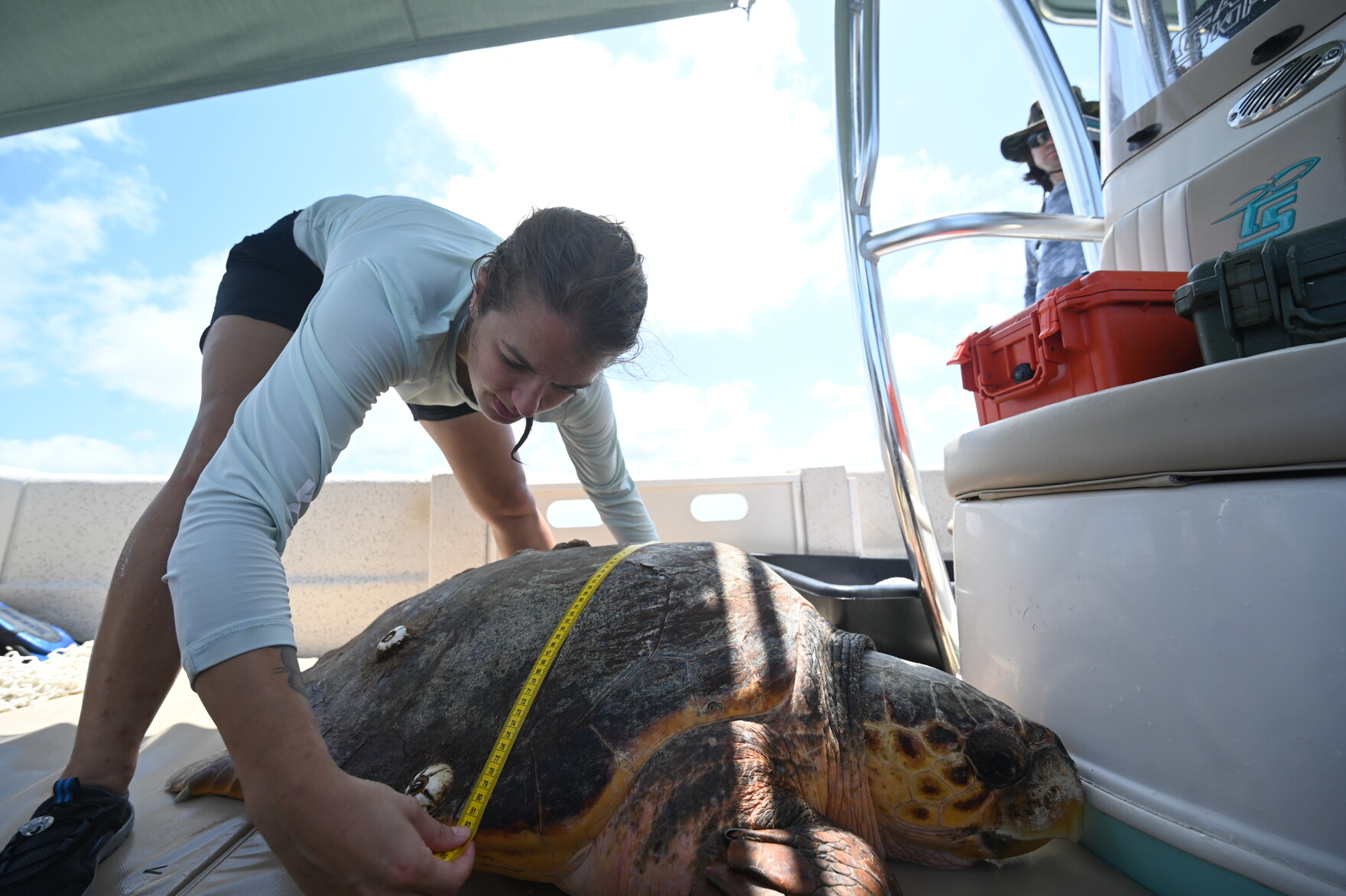 High sea turtle nesting season expected, but experts warn the species ...