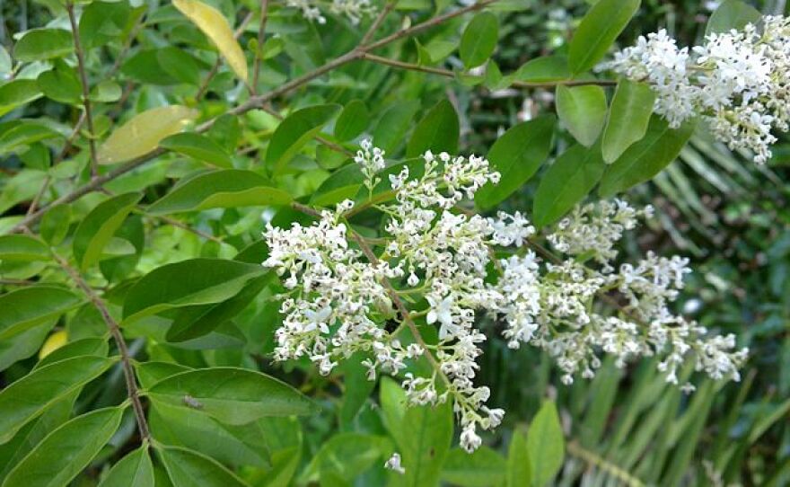 Privet in flower