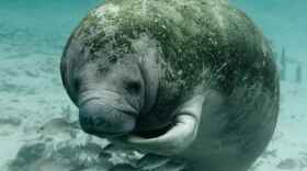 A manatee surrounded by fish
