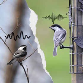 A graphic represents the different hearing types of fall and spring chickadees. The fall chickadee is attuned to fine-scale variations in song, while the spring chickadee is better able to distinguish pitches.