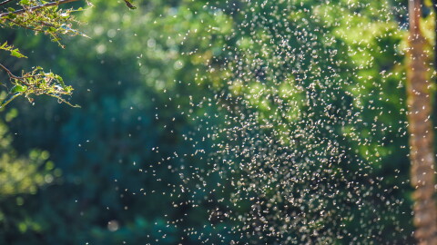 Mosquitos swarm outside.