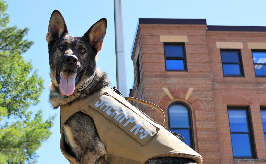 Cass County K-9 Ryker sits for a pose while wearing a protective vest outside the Cass County Courthouse in Walker.