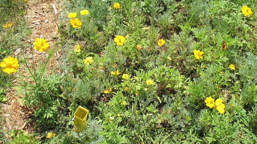 Xeriscaped Yard