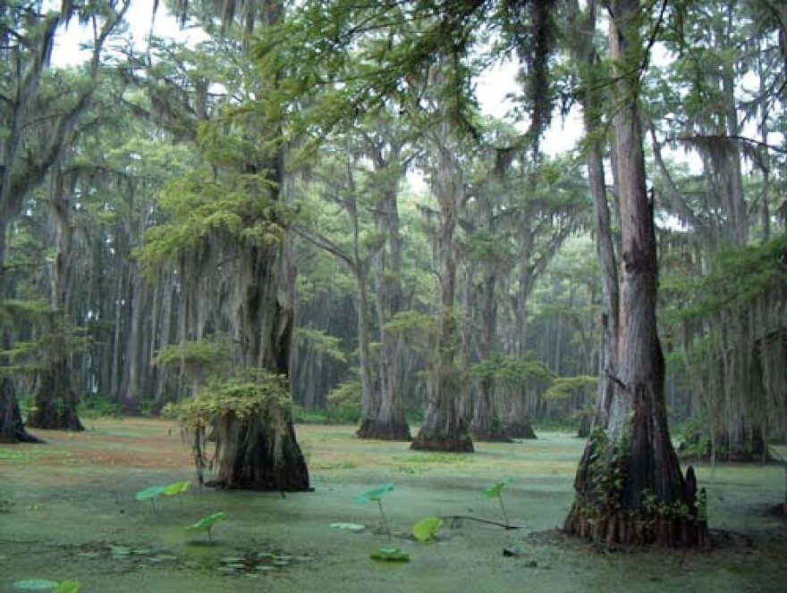 Caddo Lake