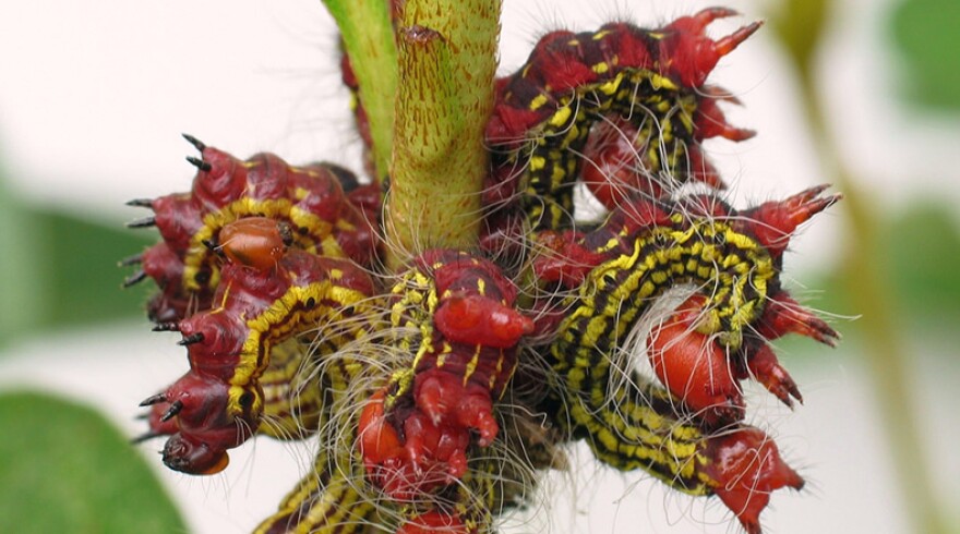 Red-headed Azalea caterpillars