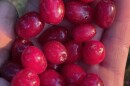 Cornelian Cherries at the Blithewold Mansion/Arboretum in RI