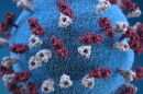 A picture of the measles virus