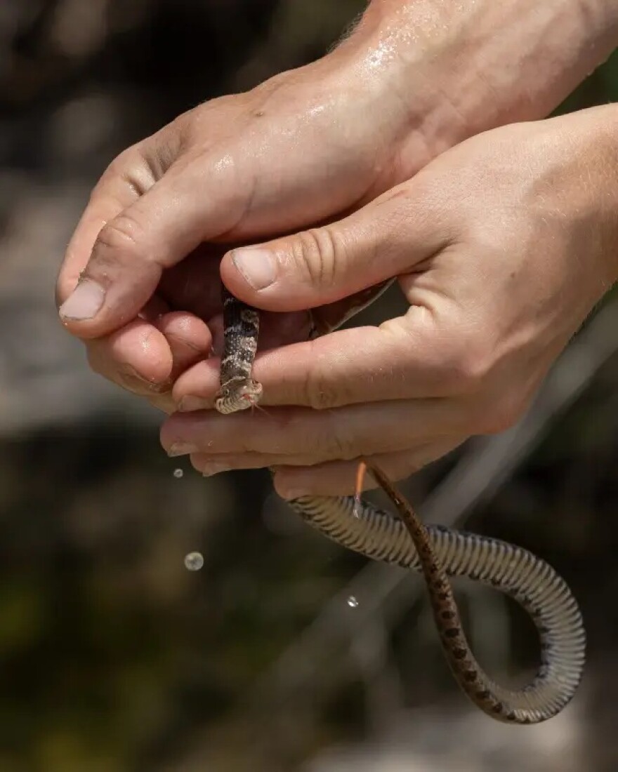 A snake is captured, recorded and released during an aquatic sampling.