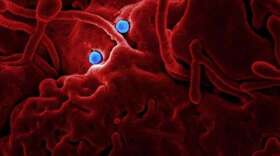 Photo: CDC @cdc