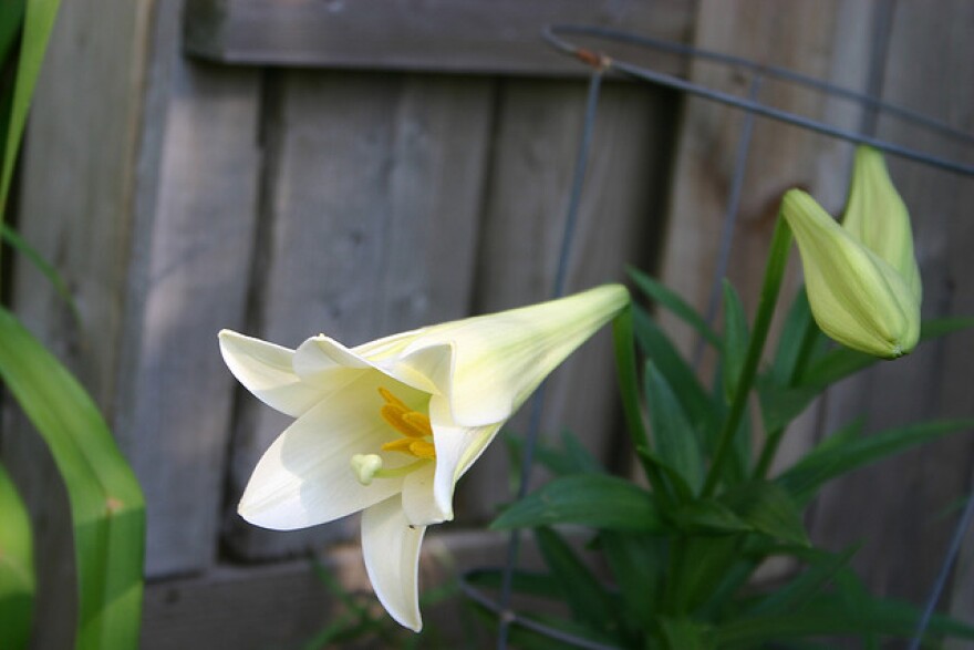 An Easter lily, planted after the holiday, blooms in a garden.