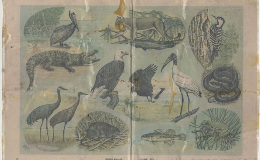 Pages from Florida Wildlife magazine showing endangered animals native to the state