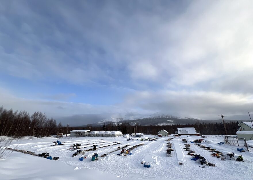 a snowy dog lot