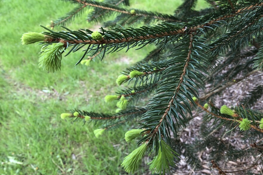 In the spring you will notice tender, bright green tips on spruce and pine trees this is a Norway Spruce