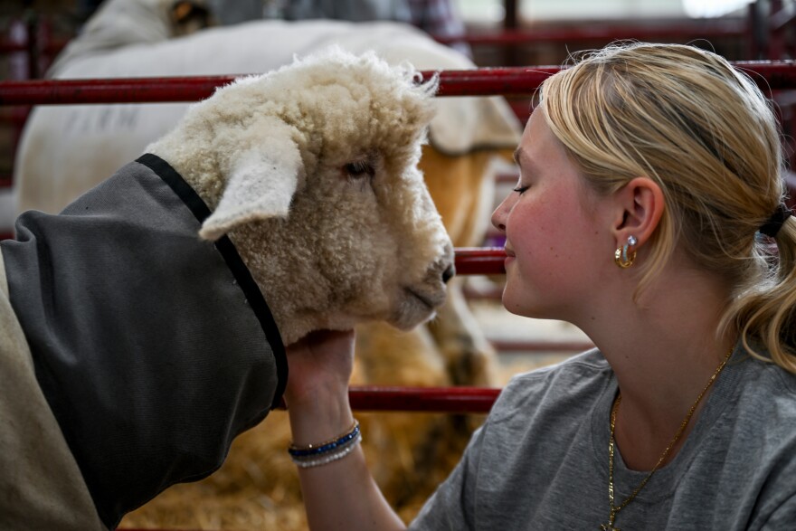 Bronwyn Wolfe, 15, of Lee, New Hampshire, embraces her sheep Dahlia as they hang out in in a pen between competitions. So far, Wolfe and Dahlia had competed in the “showmanship” round — but Dahlia was not as cooperative as she hoped, and didn’t want to walk as she was being pulled on a halter. Wolfe said she’s been training her sheep since they were 3-months old, walking them from their barn to a pasture on a halter. She says sheep need a lot of attention and physical touch. “They’re pretty much like dogs,” she said.