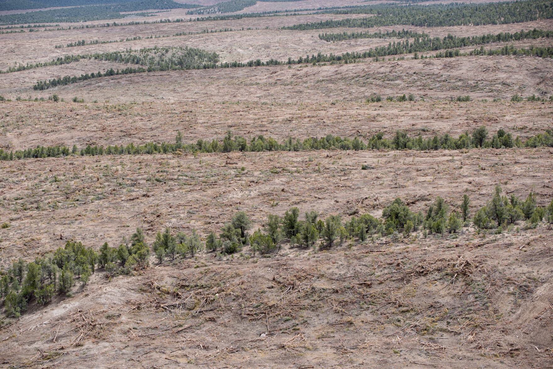 PinyonJuniper Removal Reduces Fire Risk But Could Harm Forest Ecosystems