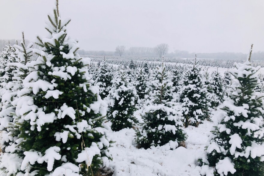 Snow coats a field and small evergreens. 