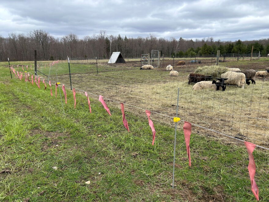 Fladry is one tactic farmers use to deter wolves from livestock. The movement of the red flags scares wolves away. The flags are often accompanied by an electric fence for good measure. Leaving lights on at night or having a human ride around at night are also ways farmers use to protect their livestock.