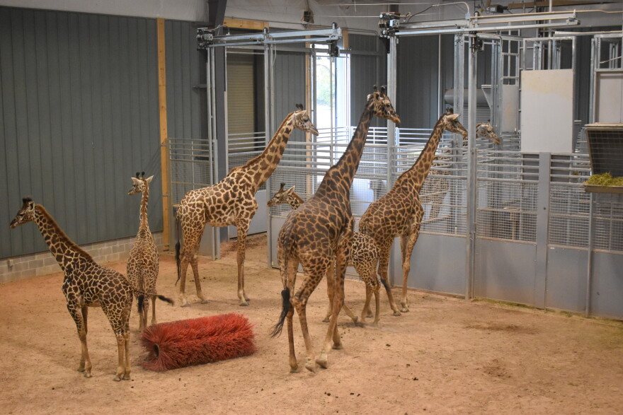 A herd of giraffes gather indoors.