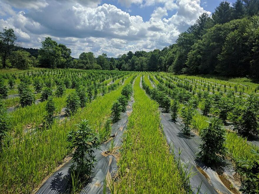 Hemp plants at Green Mountain CBD's farm in Hardwick, taken earlier this year. 