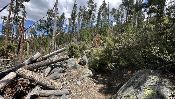 A dirt hiking trail in a forest with fallen trees blocking the way forward. 