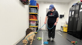 Volunteer Sam Smith brings a dog into the Animal Charity of Ohio's enrichment area. The humane organization has had to cease services, due to the rising intake and costs.