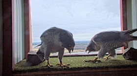 Peregrine falcons in a nest box