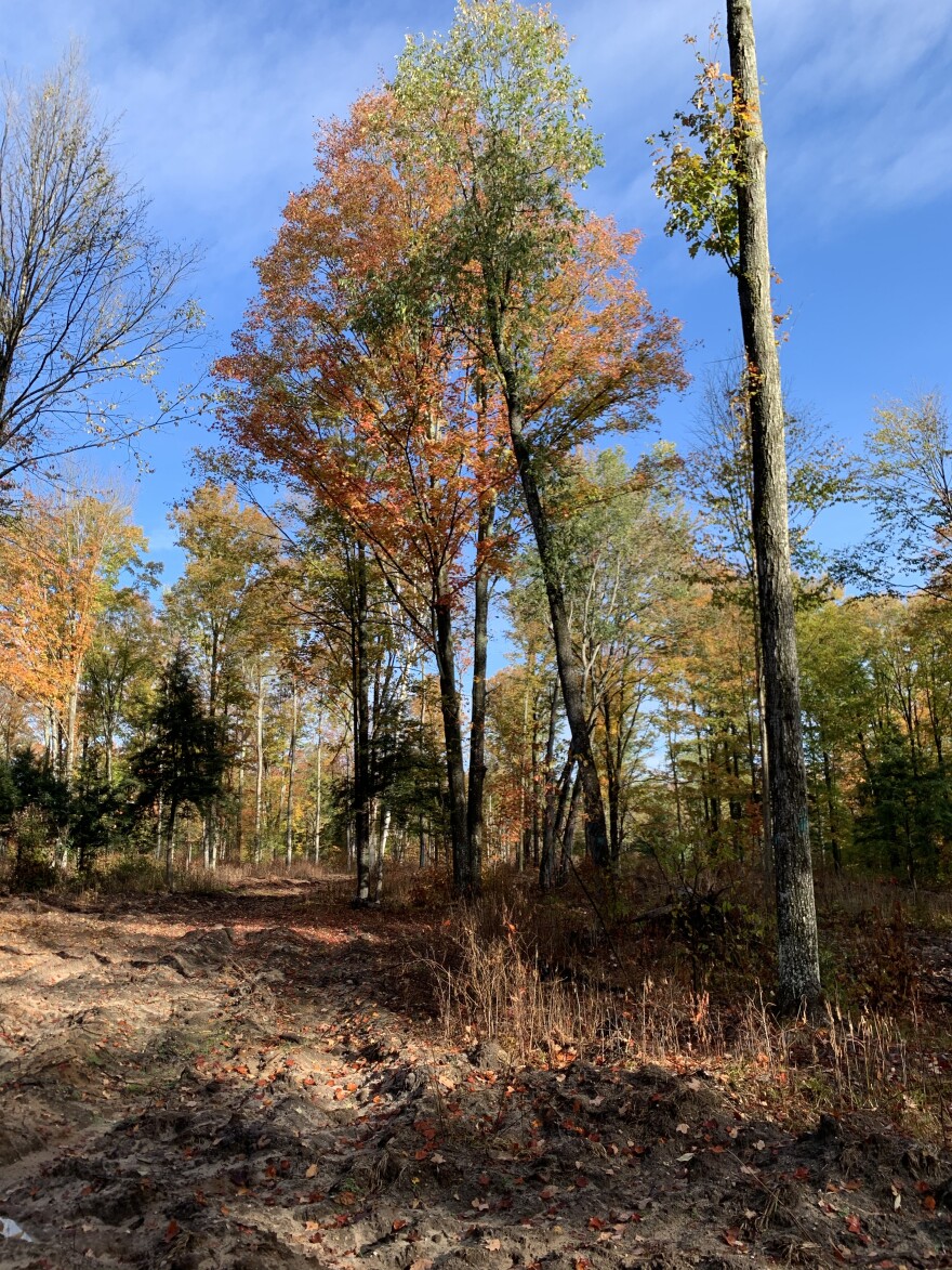 The cut at this site is called shelter wood. About half the tree canopy was left after harvest. The forest floor was later turned up with construction equipment to allow more seeds to germinate.