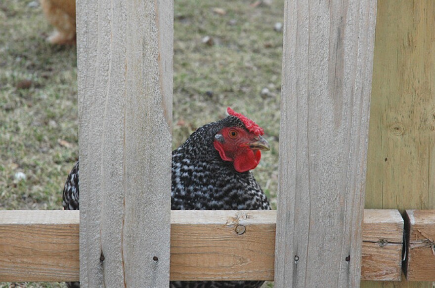 chicken_lost_albatross.jpg