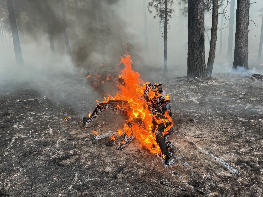 A tree stump is engulfed in flames as part of a series of back-burns set by firefighters during the lightning-caused Volunteer Fire on June 2, 2023. The fire was first reported nearly two weeks earlier as a one-acre blaze and officials opted to allow it to burn naturally for ecological benefit.