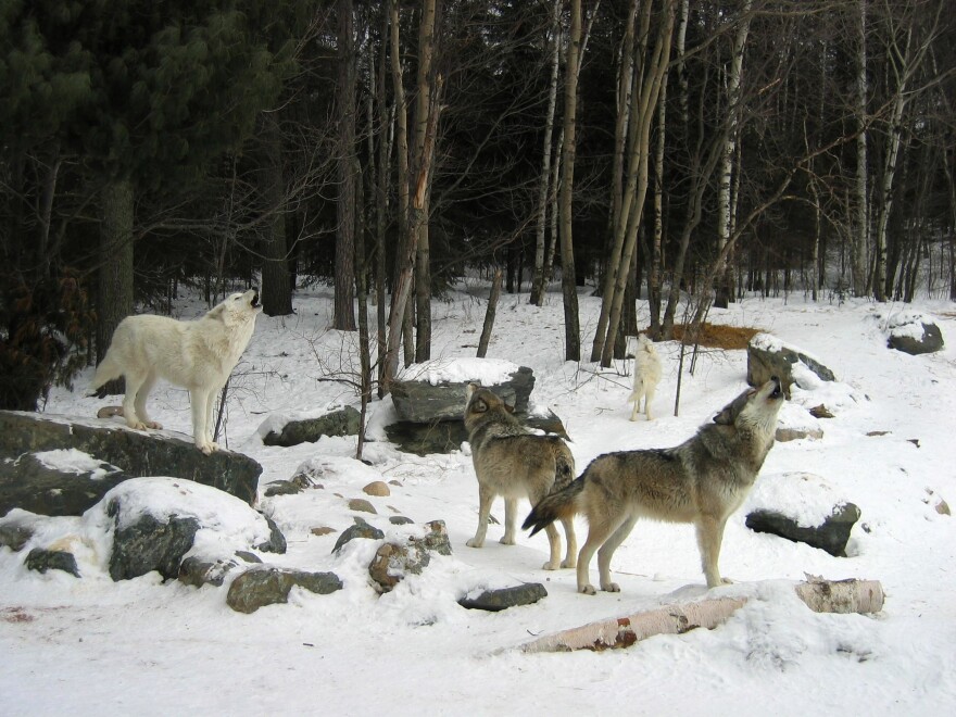 Wolves howl in a forest.