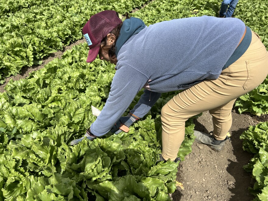 A woman leans over to cut lettuce in a field.