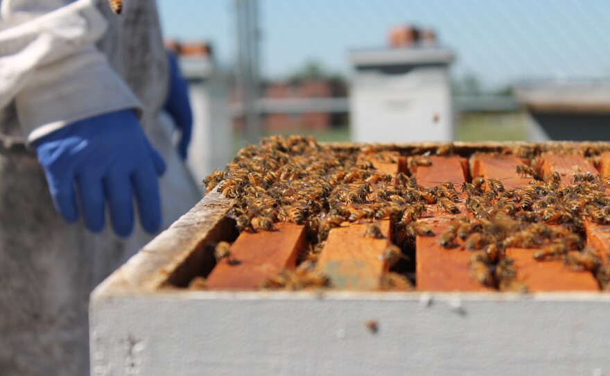 Beekeepers of the Neuse tend to their hives/colonies of honeybees in Goldsboro.