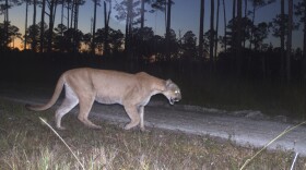 At dawn, a panther is seen crossing a path in the midst of an area with tall pine trees.