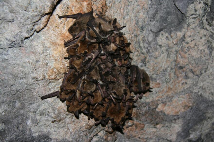  a cluster of cave and fringed myotis (Myotis velifer, Myotis thysanodes) bats