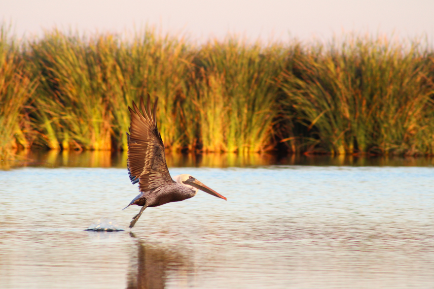 A pelican starting to take off from the water. There are thick, tall reeds in the background.