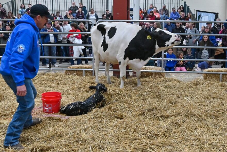 A crowd watches a cow give birth at the 2025 Pennsylvania Farm Show.