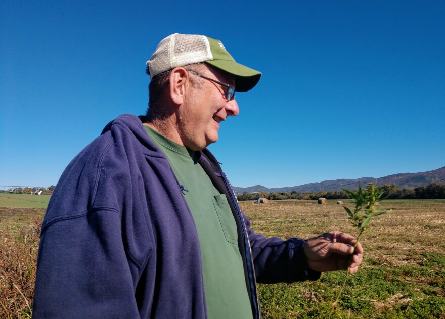 Rodes admires one of the hemp flowers on his family farm in Port Republic, Va.
